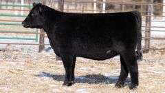 TAG 63 HEIFER