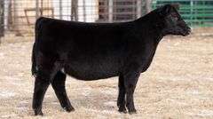 TAG 67 HEIFER