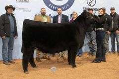TAG 51 - MAINETAINER/CHI HEIFER