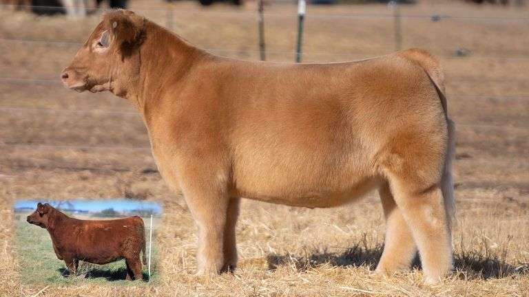 TAG 11 STEER