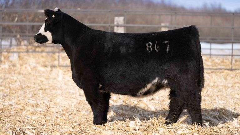 TAG 10 STEER