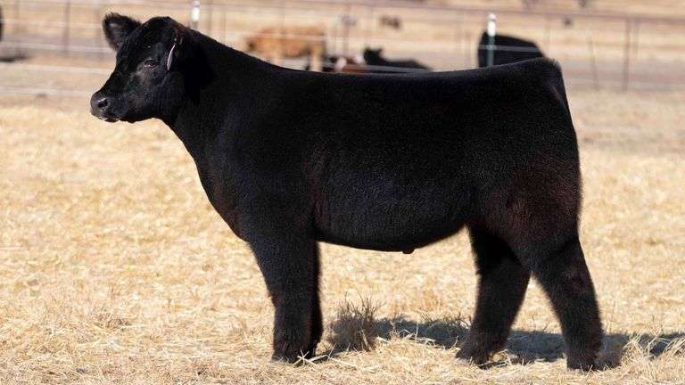 TAG 9 STEER