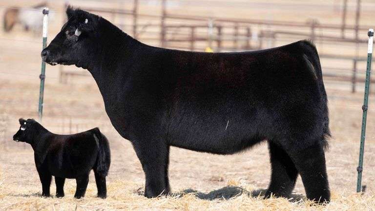 TAG 21 HEIFER