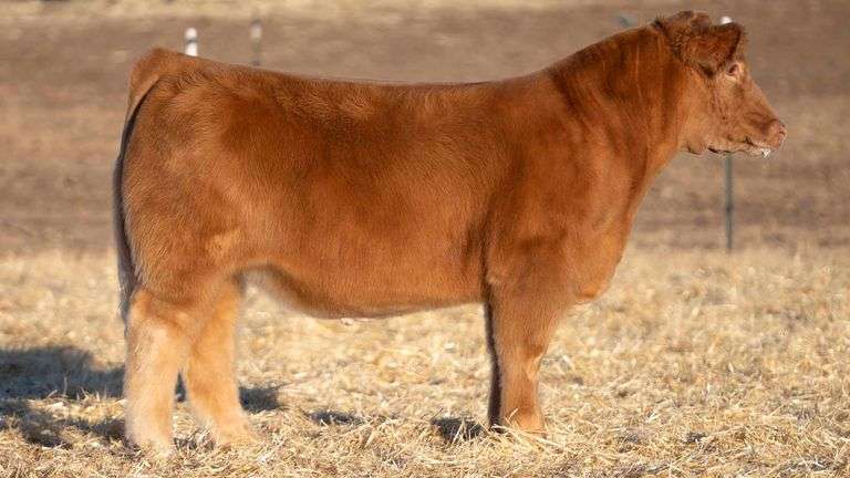 TAG 3 STEER
