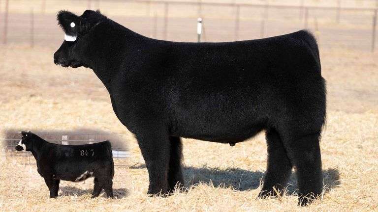 TAG 10 STEER
