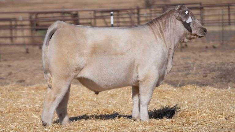 TAG 19 STEER
