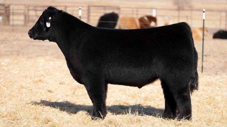 TAG 6 STEER