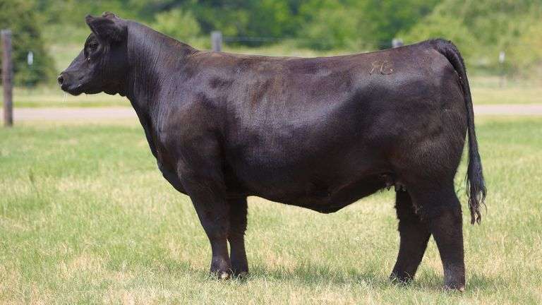 TAG 1 BULL