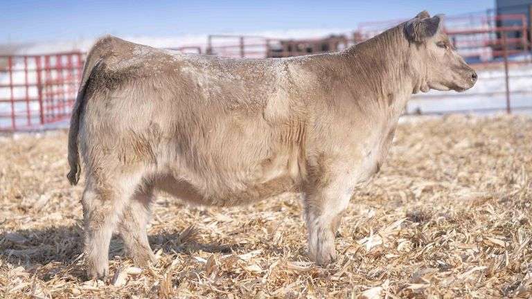TAG 17 STEER