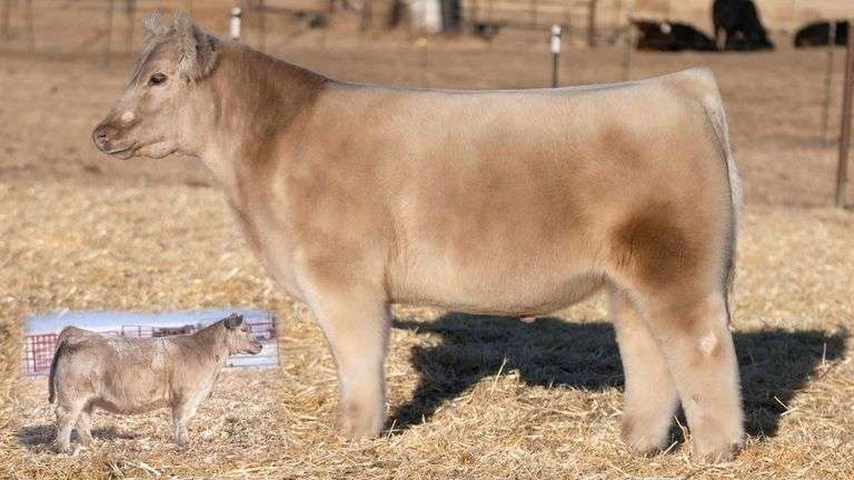 TAG 17 STEER