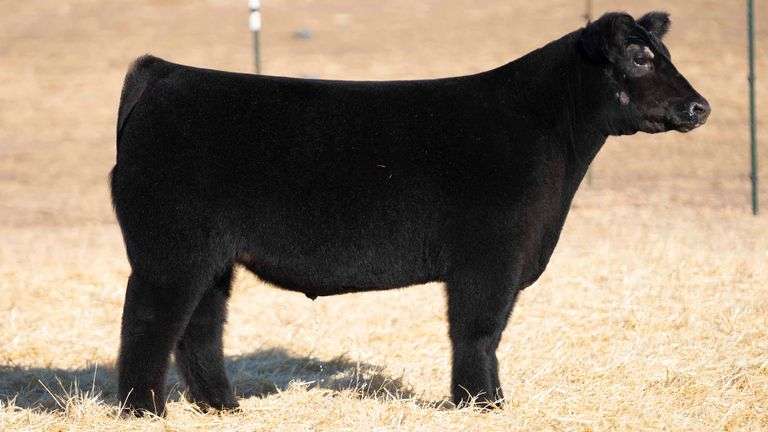 TAG 13 STEER