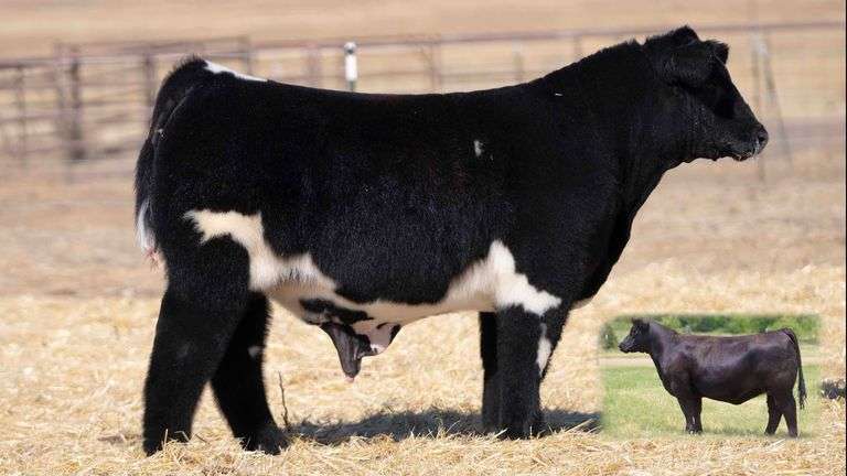 TAG 1 BULL