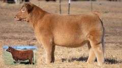 TAG 11 STEER