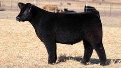 TAG 9 STEER