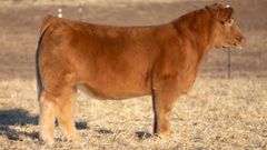 TAG 3 STEER
