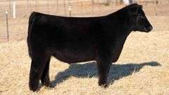 TAG 14 STEER