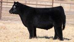 TAG 8 STEER