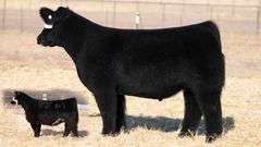 TAG 10 STEER