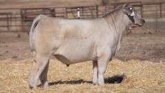 TAG 19 STEER