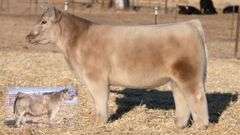 TAG 17 STEER