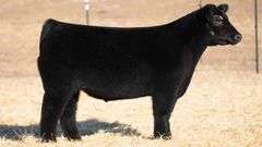 TAG 13 STEER