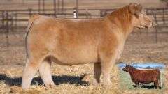 TAG 2 STEER