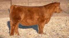 TAG 5 STEER