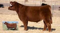 TAG 12 STEER