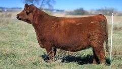TAG 12 STEER