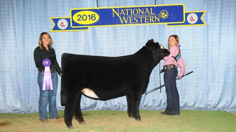 BEAR MOUNTAIN X MILEY EMBRYOS