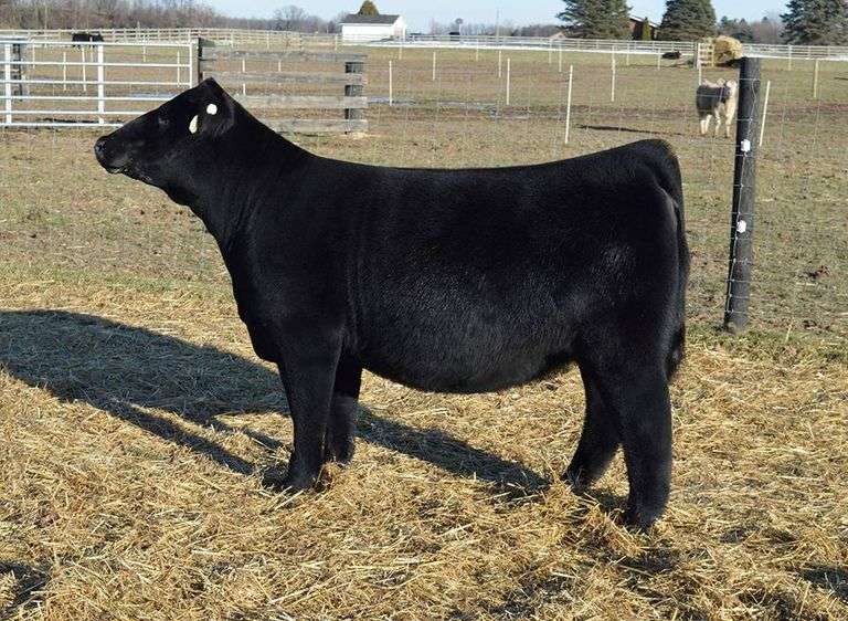 CHOSEN 1 X ADALINE EMBRYOS