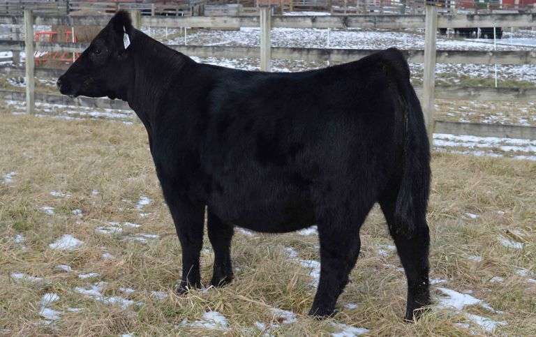 CHOSEN 1 X ADALINE EMBRYOS