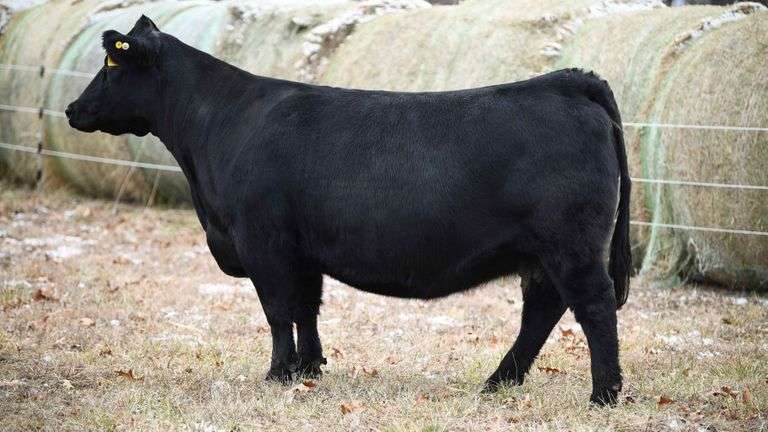 CHOSEN 1 X ADALINE EMBRYOS