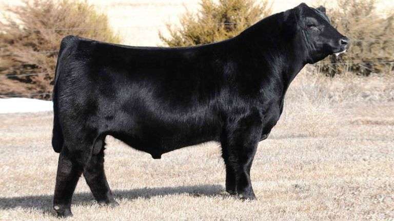 RELENTLESS A SEMEN