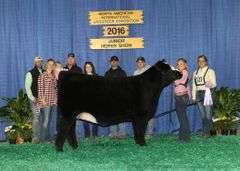 BEAR MOUNTAIN X MILEY EMBRYOS