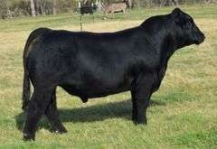 CHOSEN 1 X ADALINE EMBRYOS