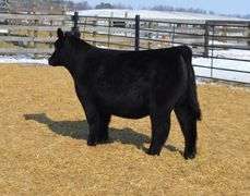 CHOSEN 1 X ADALINE EMBRYOS