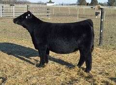CHOSEN 1 X ADALINE EMBRYOS