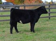 BEAR MOUNTAIN X MILEY EMBRYOS