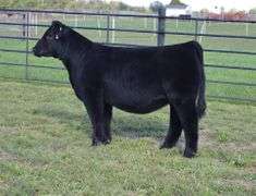 CHOSEN 1 X ADALINE EMBRYOS