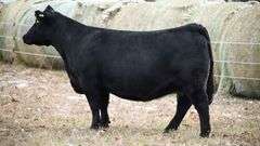 CHOSEN 1 X ADALINE EMBRYOS