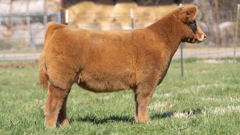 TAG 138 STEER