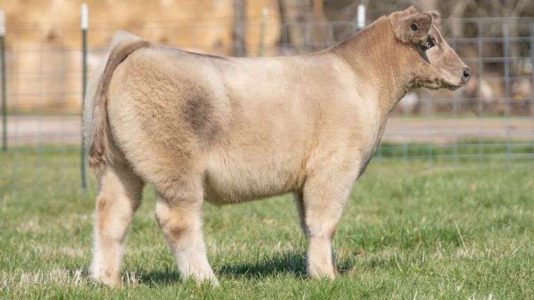 TAG 132 STEER