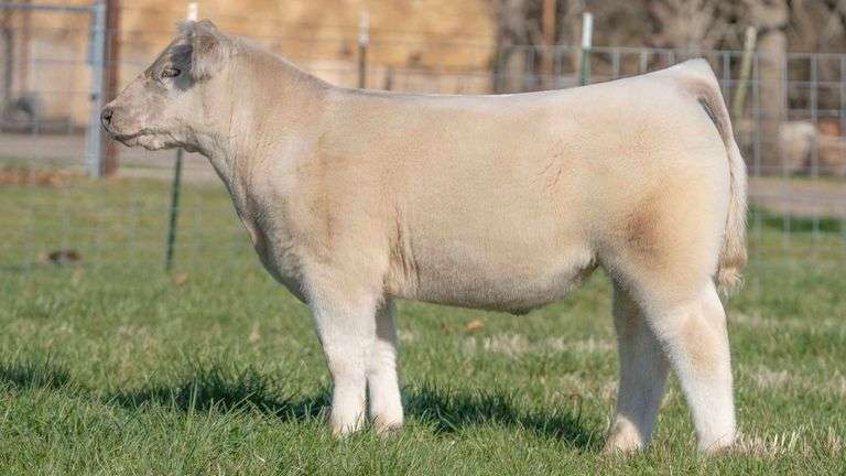 TAG 136 STEER