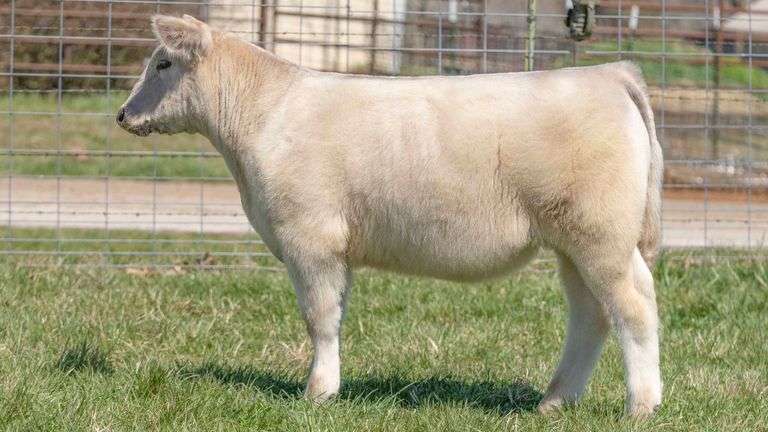 TAG 134 STEER