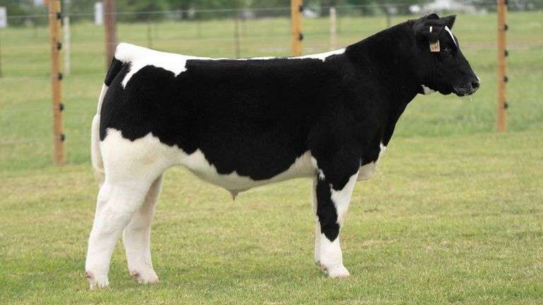 TAG R54 STEER