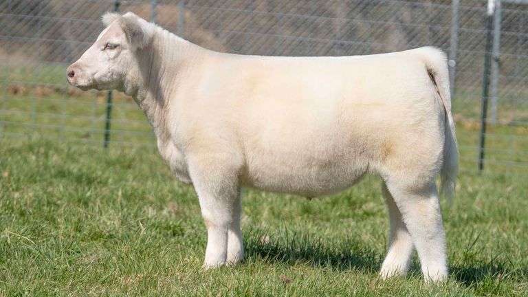 TAG 141 STEER