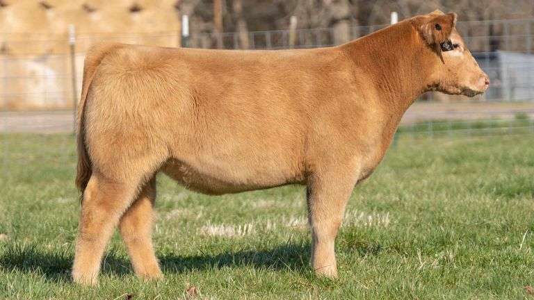 TAG 135 STEER