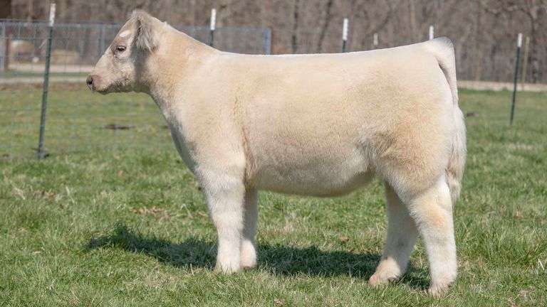 TAG 143 STEER