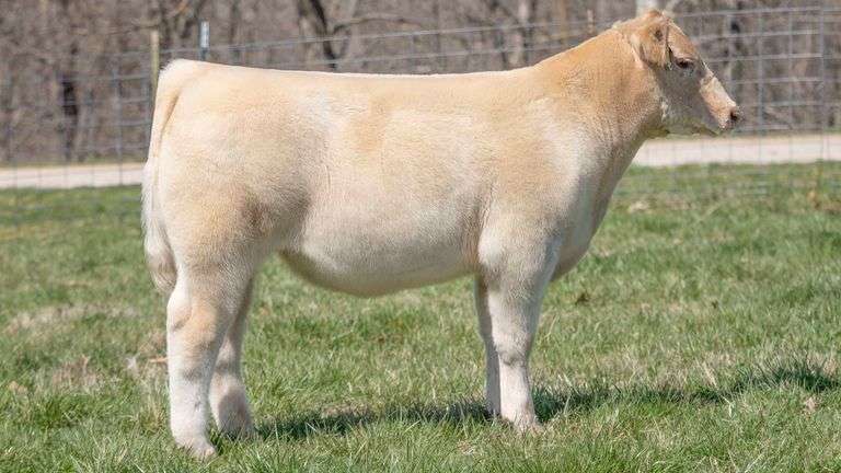 TAG 137 STEER